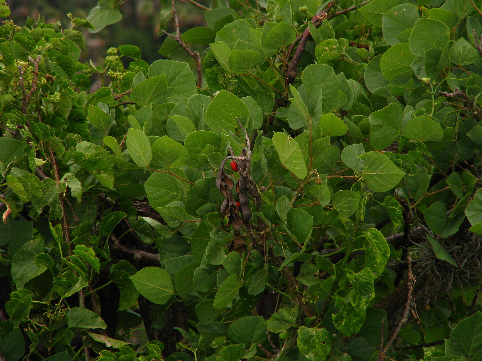 Слика од Erythrina americana Mill.