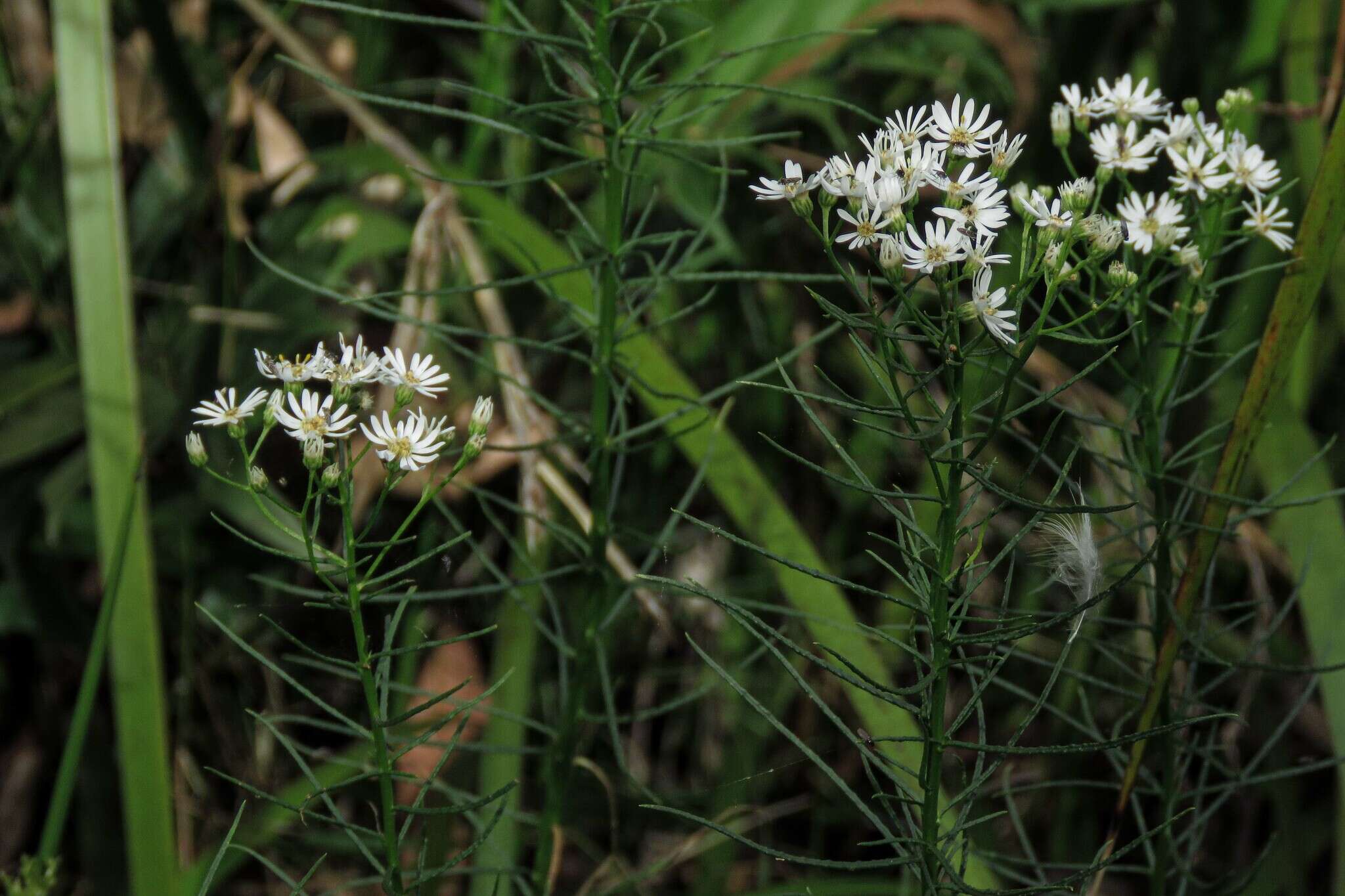 Image of swamp daisy-bush