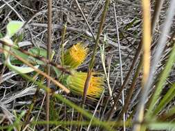 Image of Leucospermum gracile (Salisb. ex Knight) Rourke