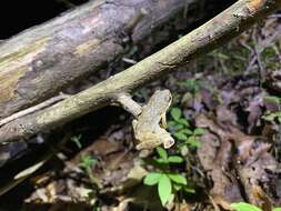 Image of Mountain Chorus Frog