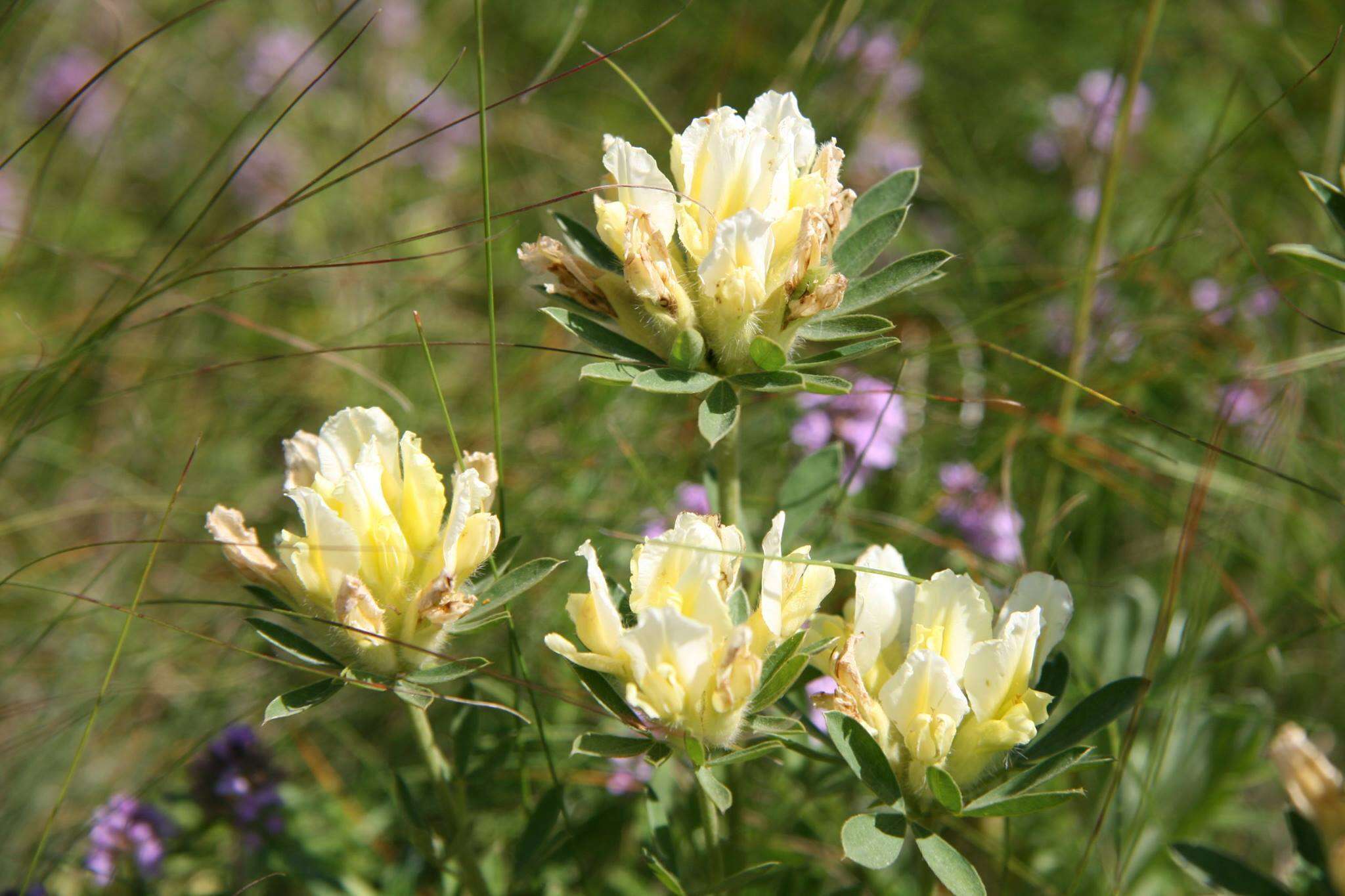 Image of Spanish Broom