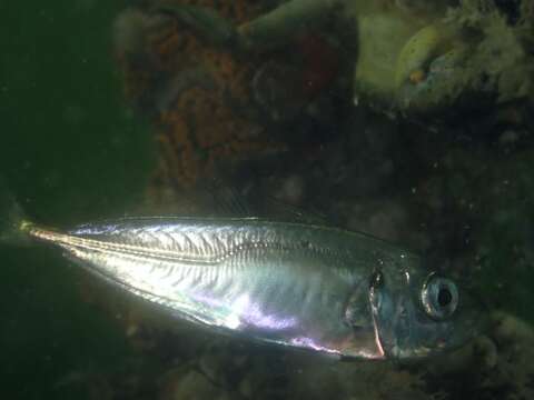 Image of Atlantic Horse Mackerel