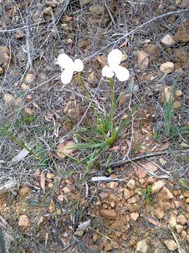 Image of Diplarrena latifolia Benth.