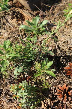 Lactuca viminea (L.) J. & C. Presl的圖片