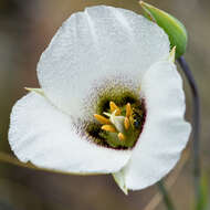 Image of Howell's mariposa lily