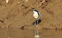 Image of Egyptian plovers