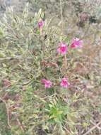 Image of Ruellia floribunda Hook.