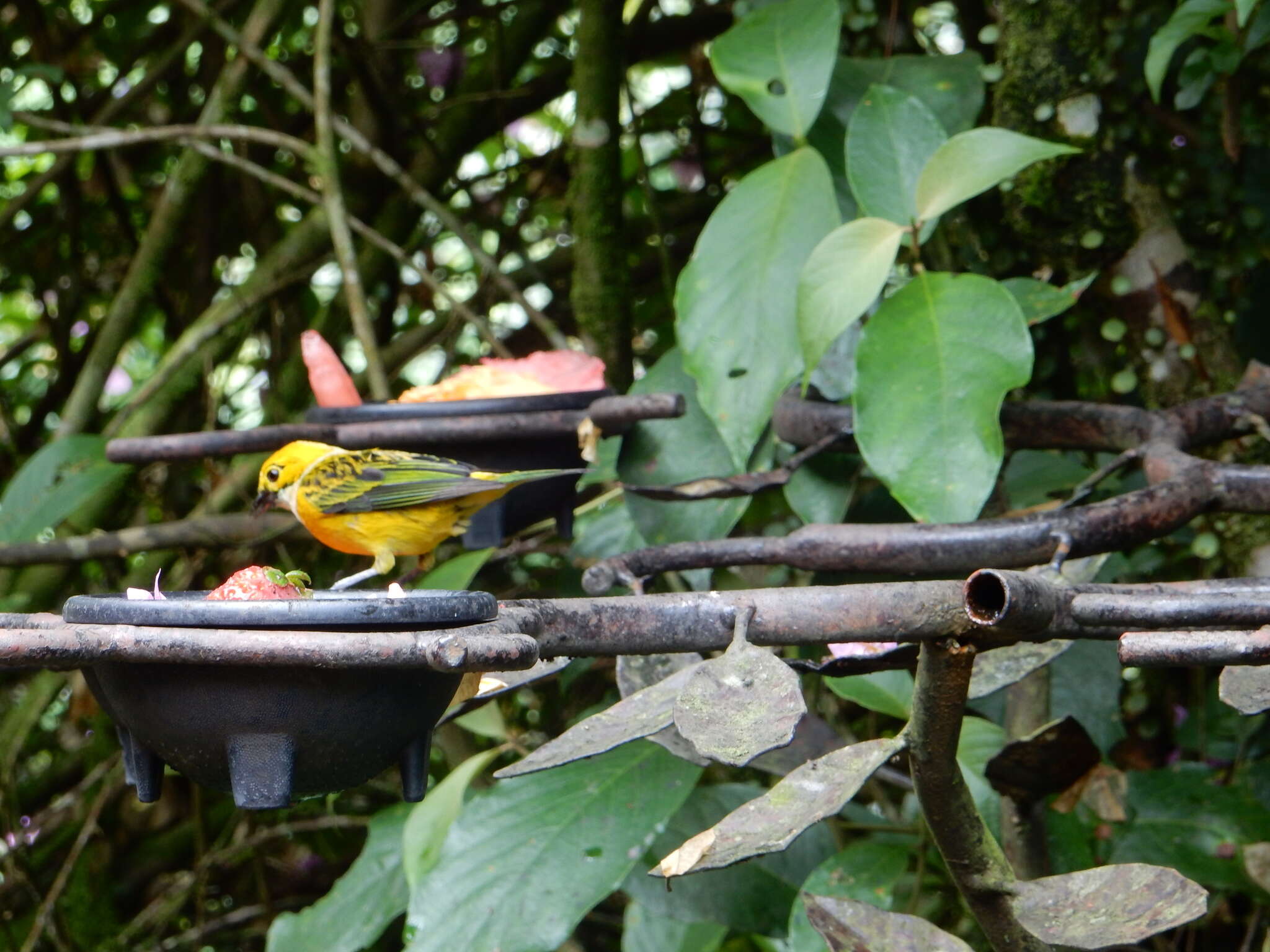 Image of Silver-throated Tanager