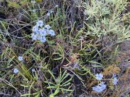 Sivun Olearia paucidentata (Steetz) F. Müll. ex Benth. kuva