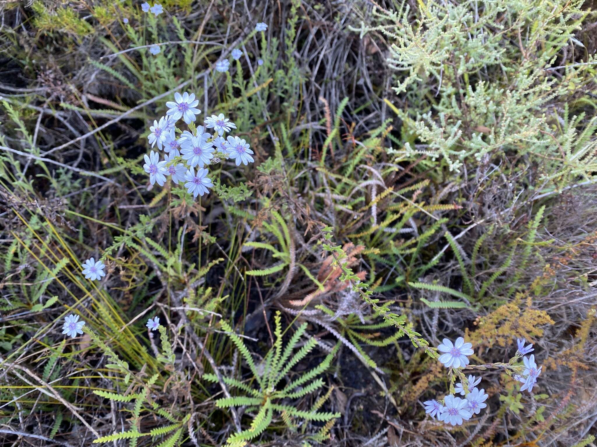 Sivun Olearia paucidentata (Steetz) F. Müll. ex Benth. kuva