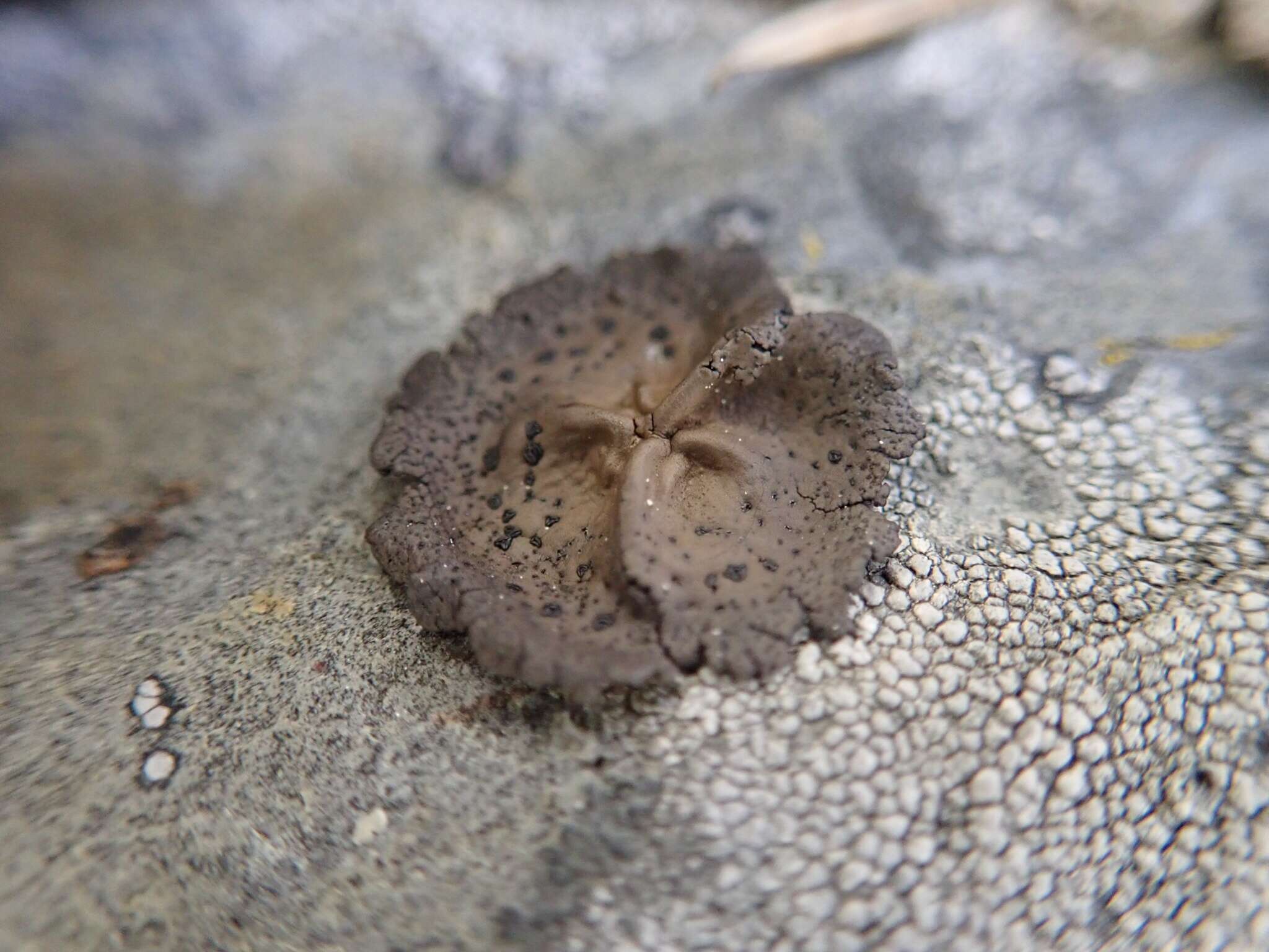 Image of navel lichen