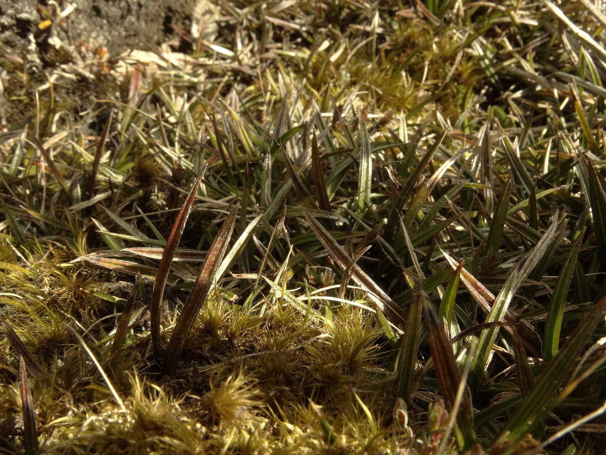 Astelia linearis var. novae-zelandiae Skottsb. resmi