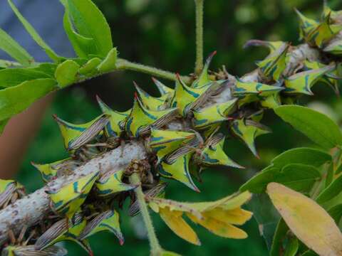 Image of Thorn Treehopper