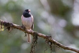 Image of juncos