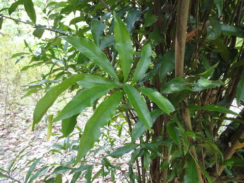 Слика од Lithocarpus hancei (Benth.) Rehder