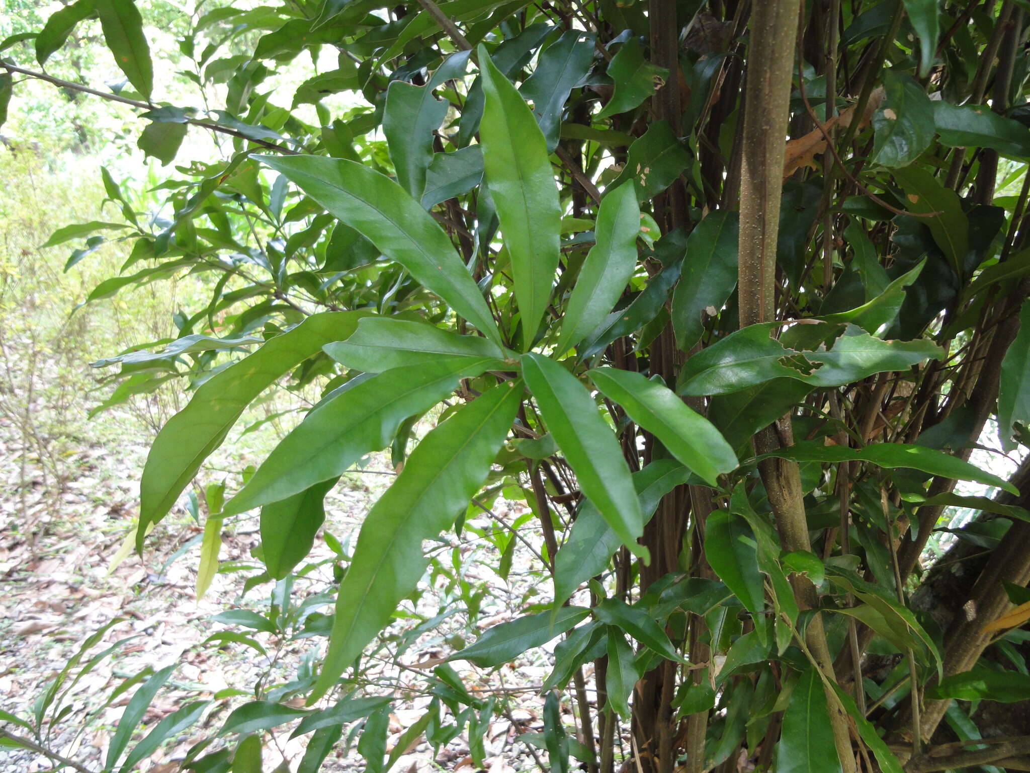 Слика од Lithocarpus hancei (Benth.) Rehder