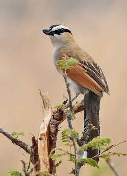 Image of Tchagra senegalus orientalis (Cabanis 1869)