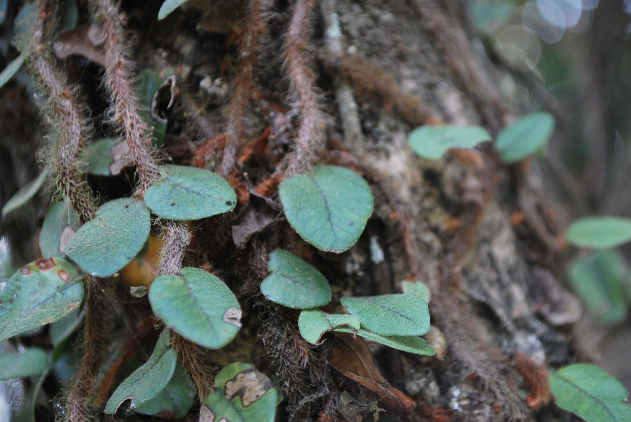 Image of Microgramma vaccinifolia (Langsd. & Fisch.) Copel.