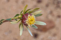 Image de Leucadendron nitidum Buek ex Meissn.