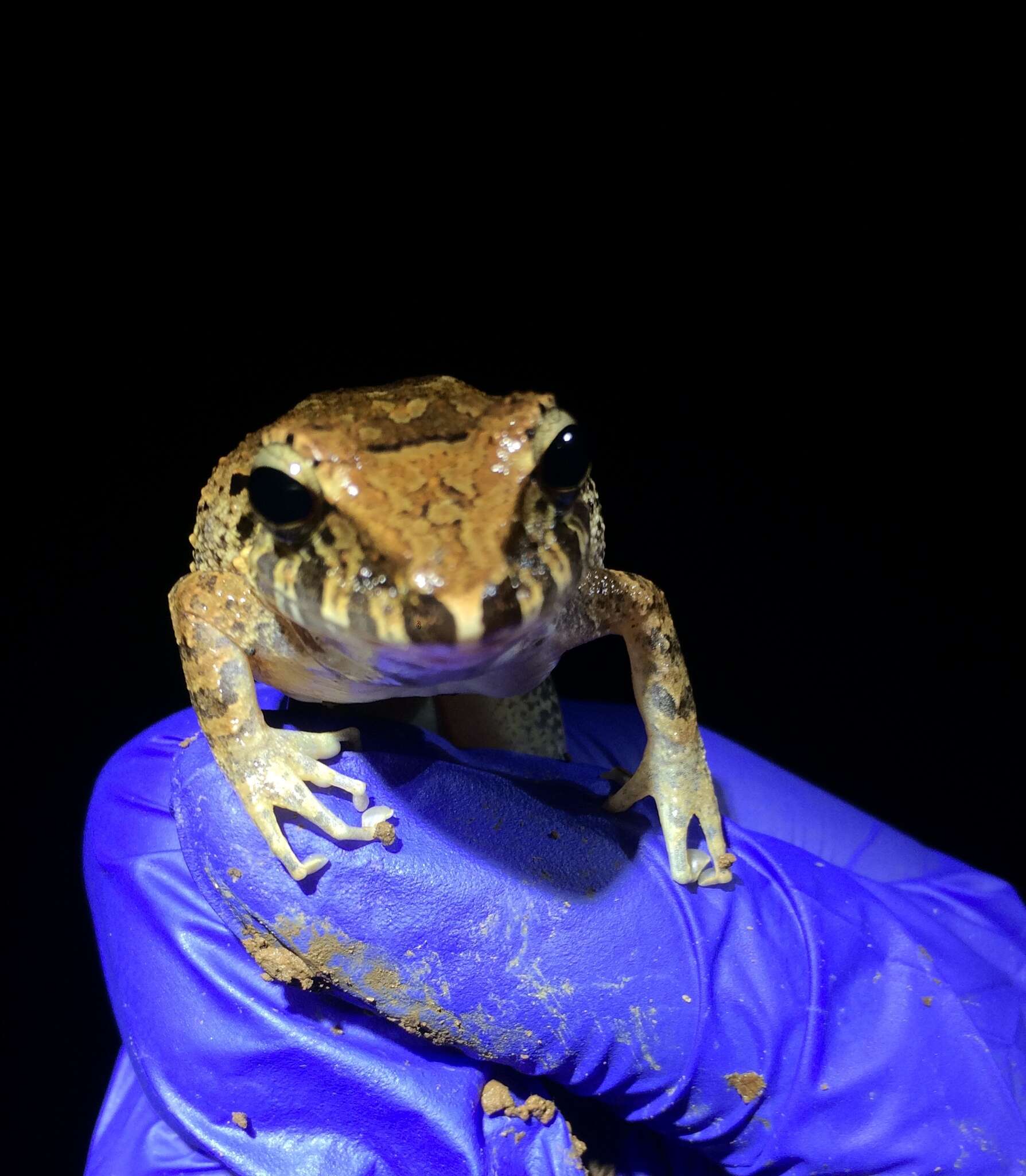 Image of Isla Bonita Robber Frog