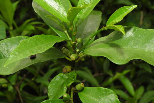 Image of Ficus formosana Maxim.