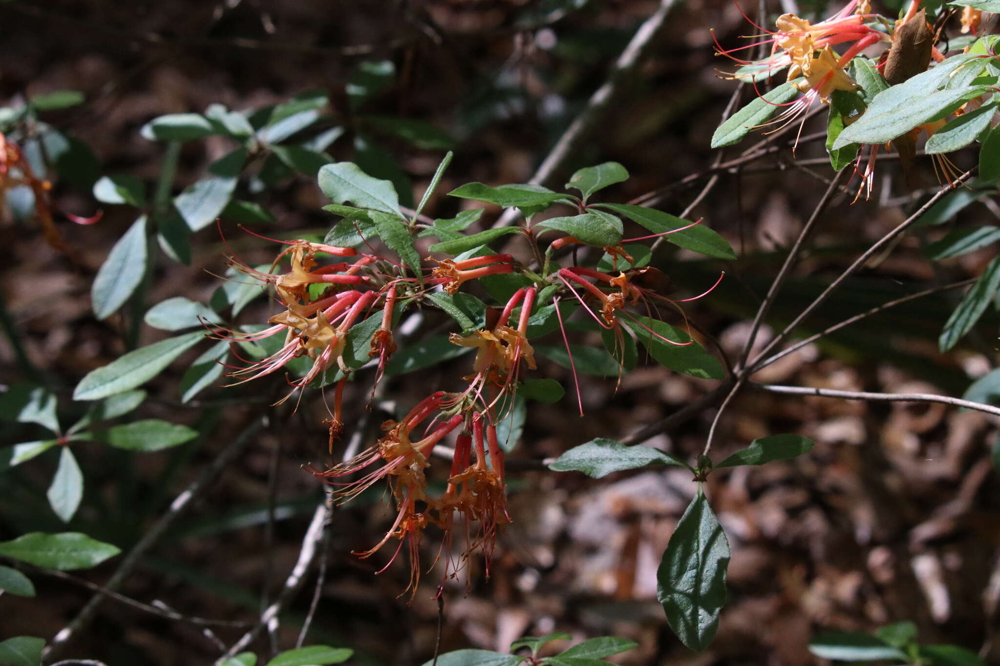 Image of orange azalea