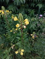 Oenothera rubricaulis Klebahn resmi