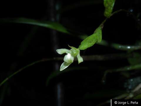 Image of Epidendrum gentryi Dodson