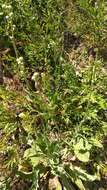 Image of pasture hawksbeard