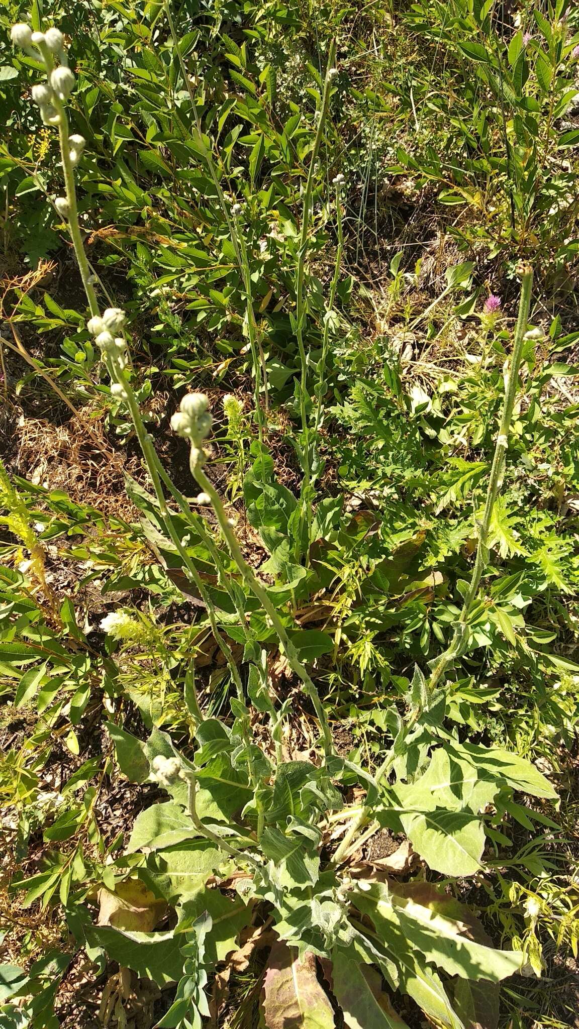 Image of pasture hawksbeard