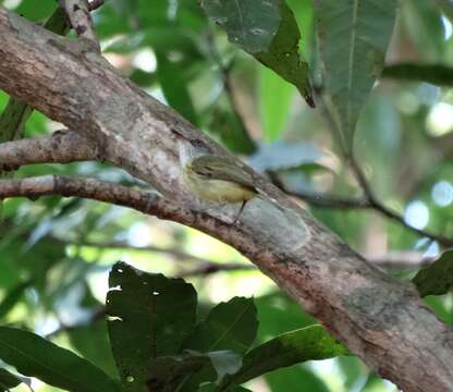 Image of Spotted Tody-Flycatcher