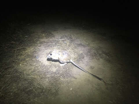 Image of Giant Kangaroo Rat