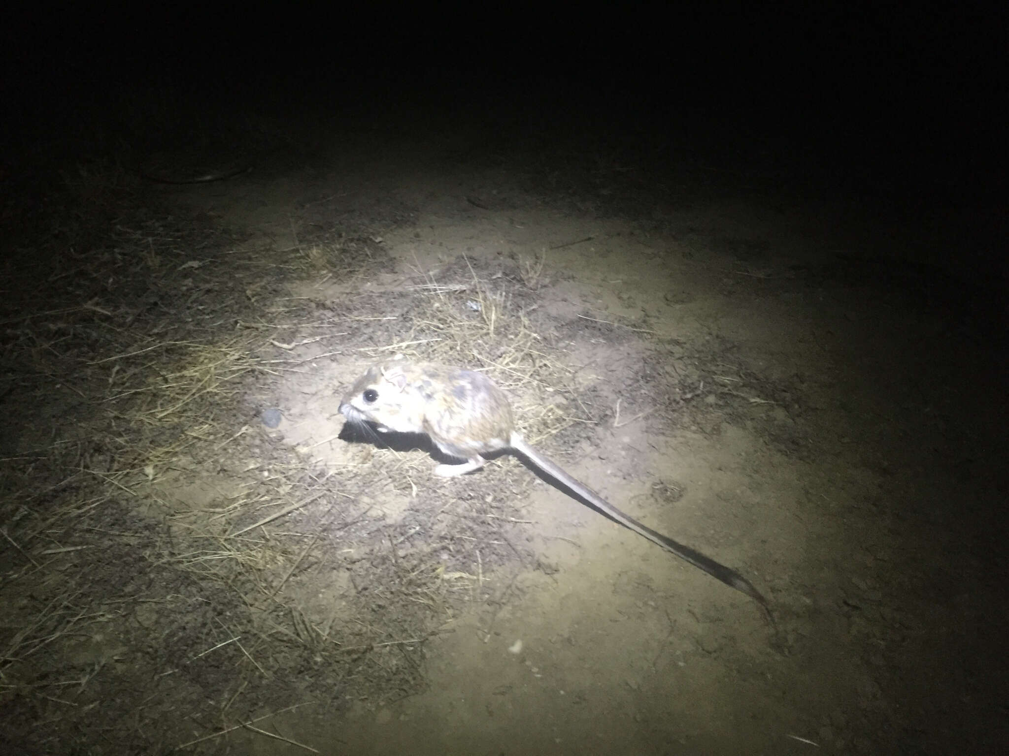 Image of Giant Kangaroo Rat