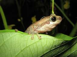 Image of Desert Tree Frog