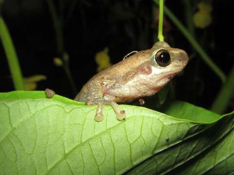 Imagem de Litoria rubella (Gray 1842)