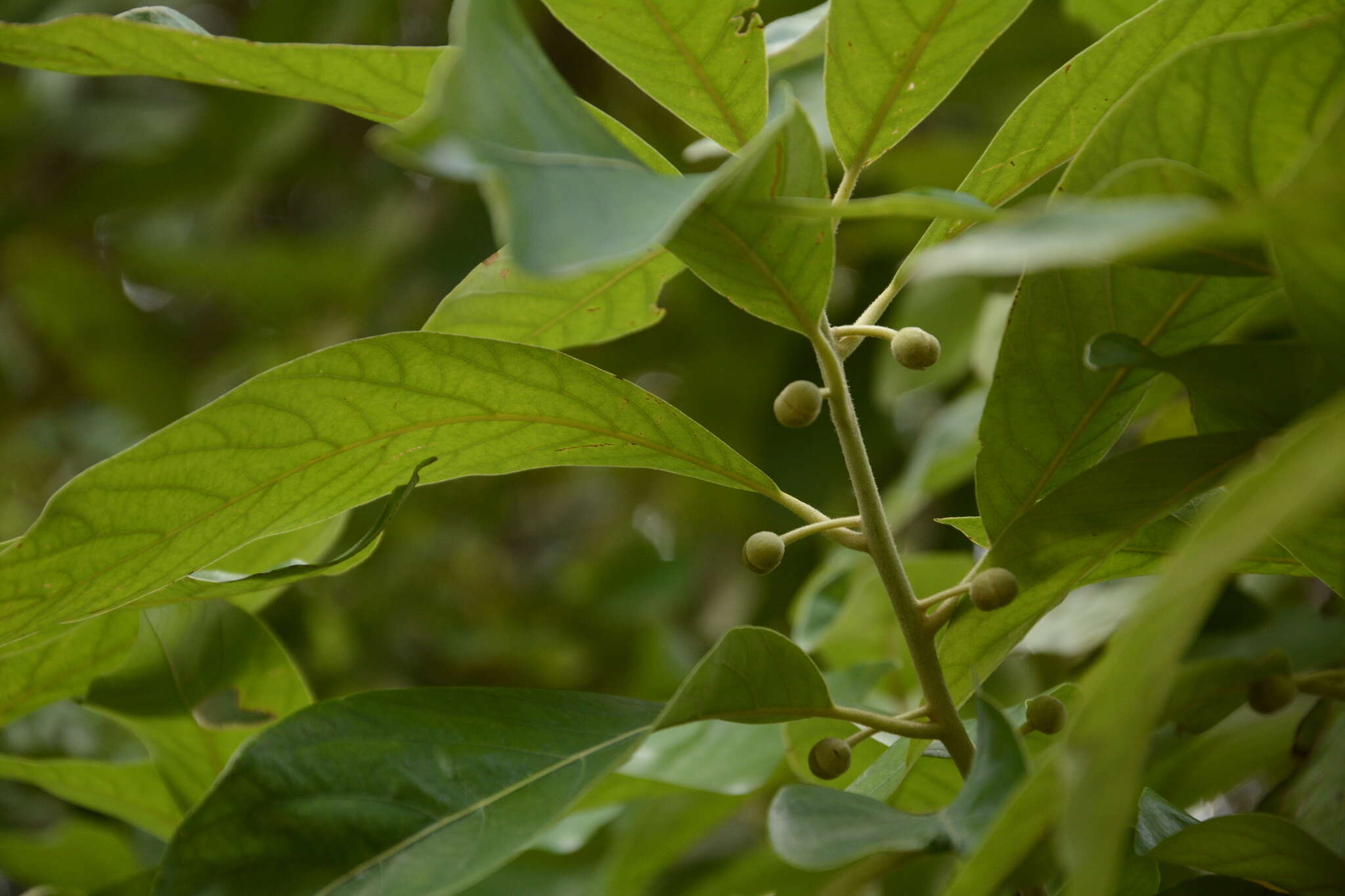 Image of Actinodaphne quinqueflora (Dennst.) M. R. Almeida & S. M. Almeida