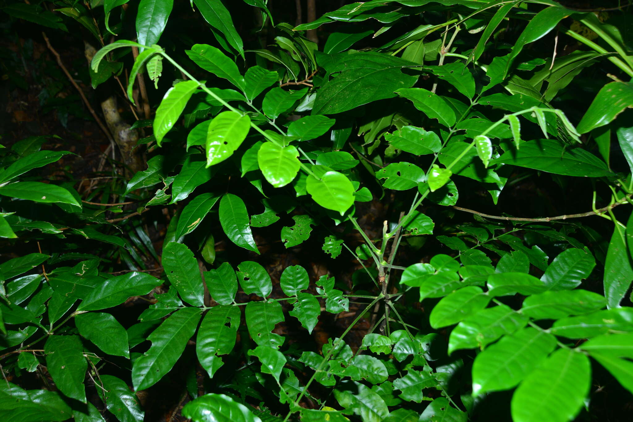 Слика од Dysoxylum parasiticum (Osbeck) Kosterm.