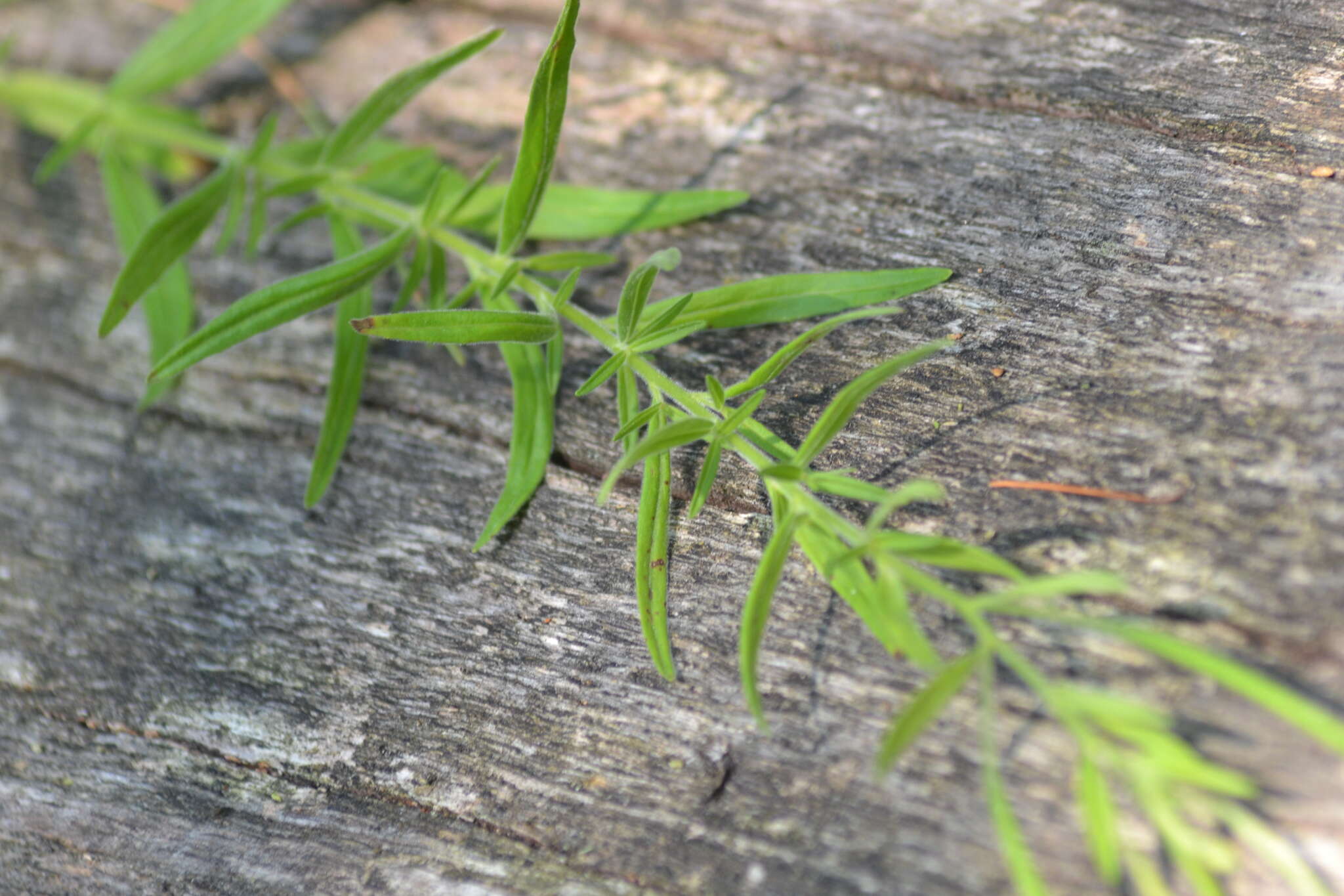 Image of Downy Willowherb