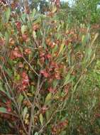 Image of Dodonaea viscosa subsp. spatulata (Smith) J. West