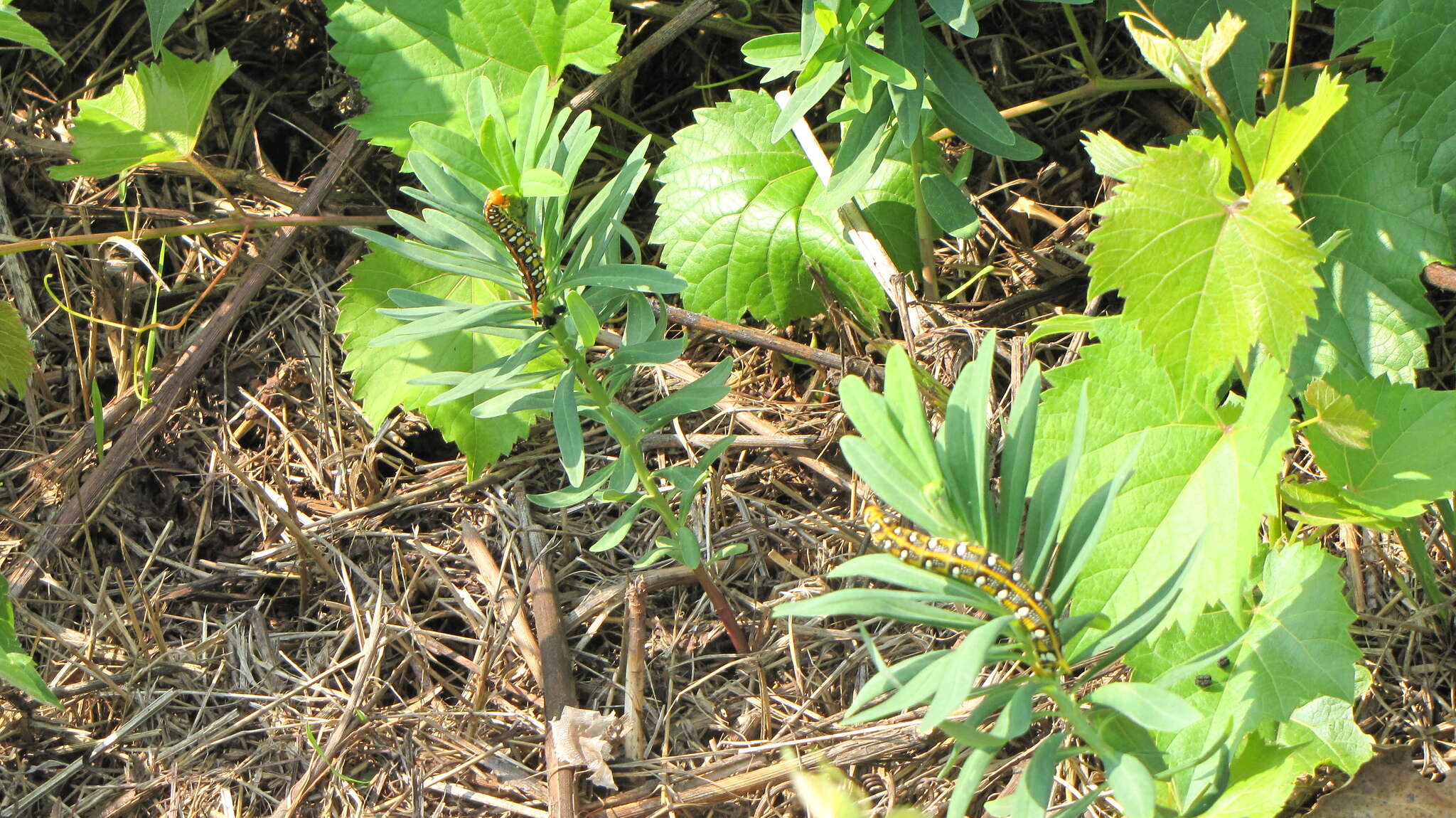 Image of Spurge Hawk Moth