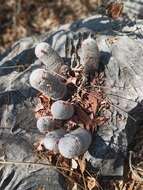 Image of Mammillaria albilanata subsp. albilanata