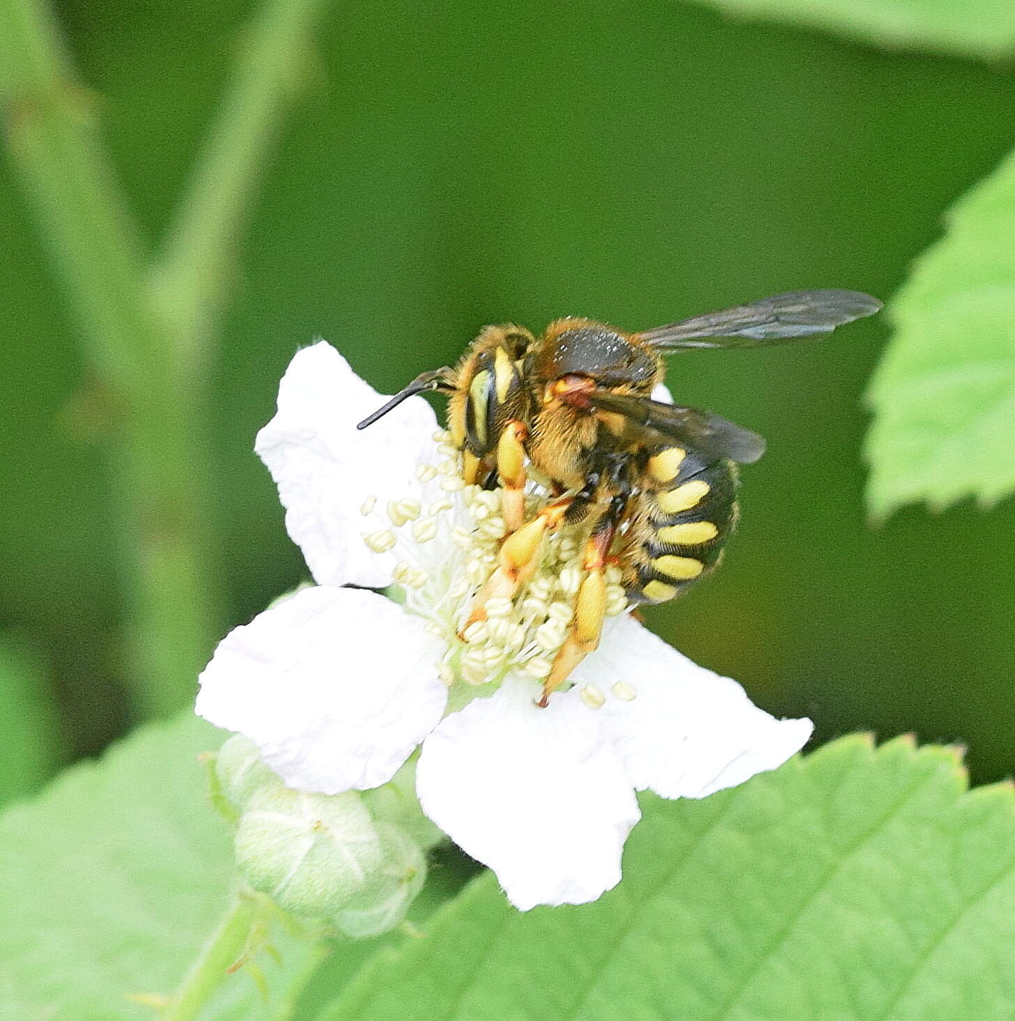 Rhodanthidium septemdentatum (Latreille 1809) resmi