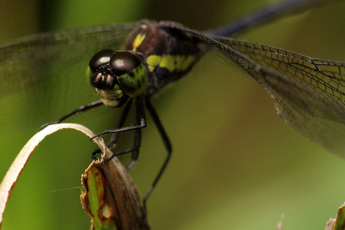 Image de Agrionoptera longitudinalis Selys 1878