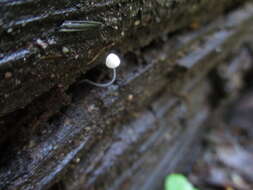 Sivun Mycena aciculata (A. H. Sm.) Desjardin & E. Horak 2002 kuva