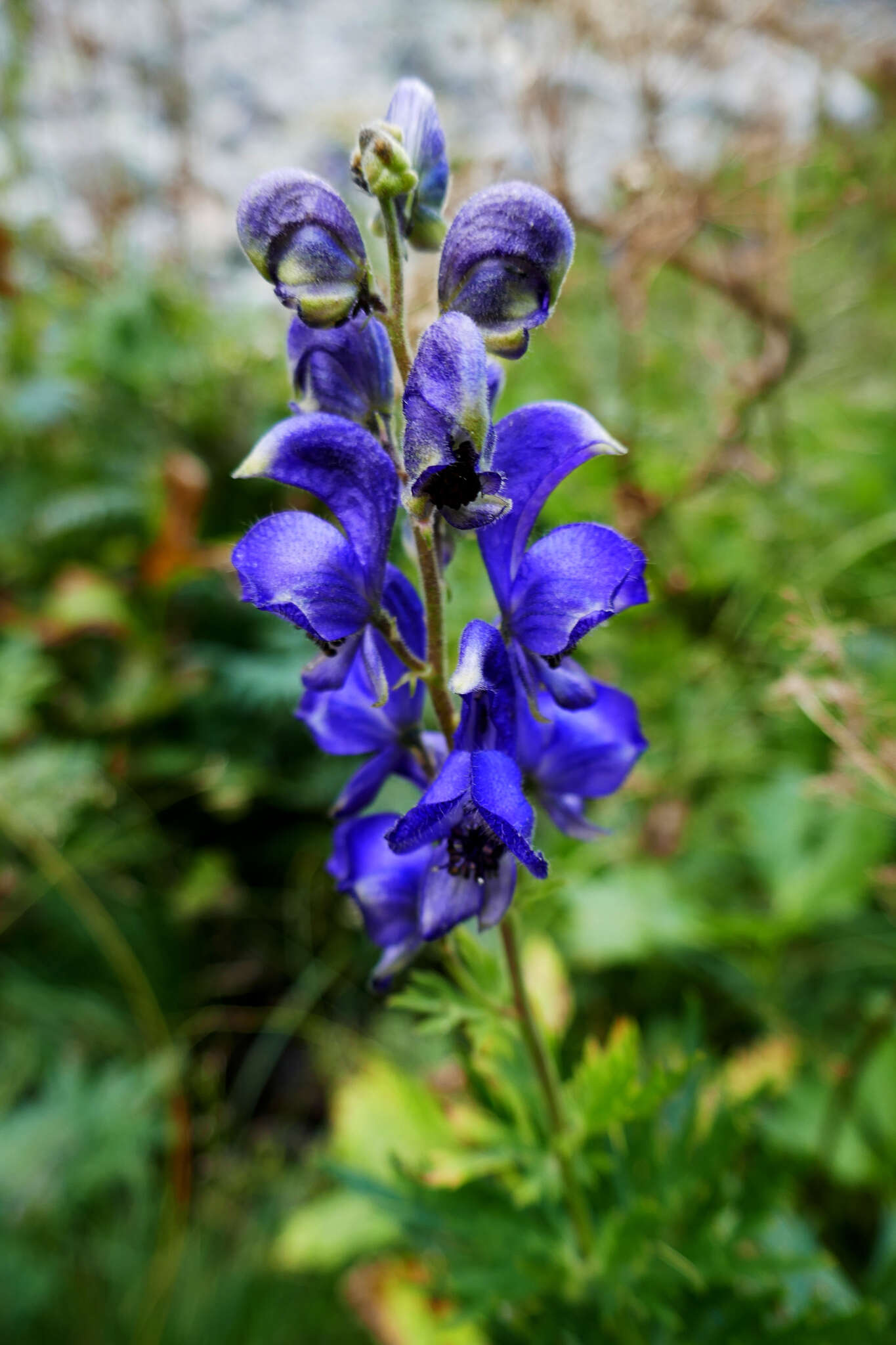 Aconitum burnatii Gayer的圖片