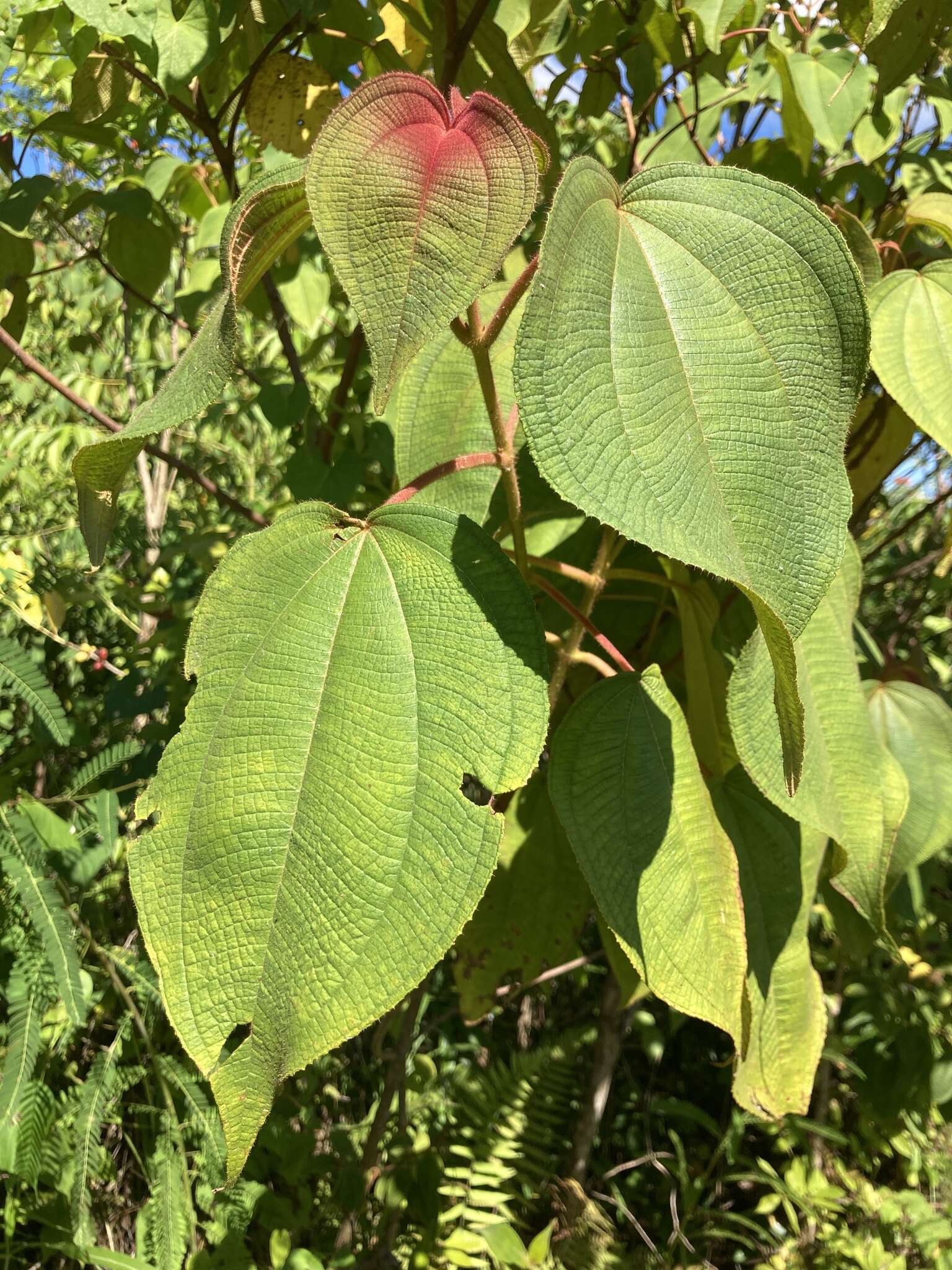 Miconia umbellata (Mill.) Judd & Ionta的圖片