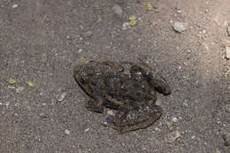 Image of Asian Brackish Frog