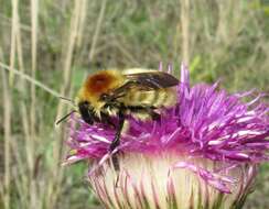 صورة Bombus laesus Morawitz 1875