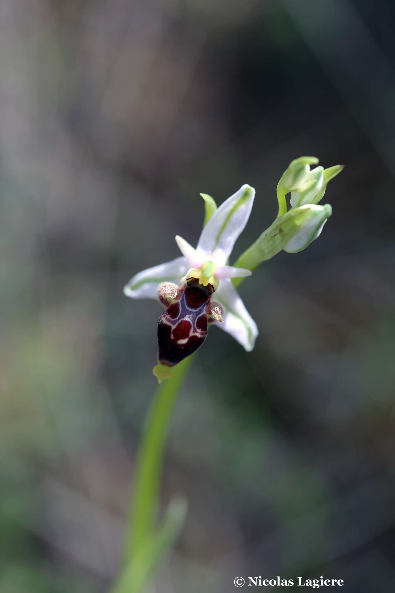 Image of Ophrys oestrifera subsp. bremifera (Steven) K. Richt.