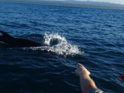 Image of false killer whale